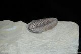 Very Large And Inflated Flexicalymene Trilobite #493-4